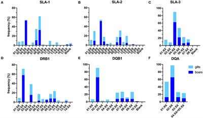 Diversity of the Swine Leukocyte Antigen Class I and II in Commercial Pig Populations